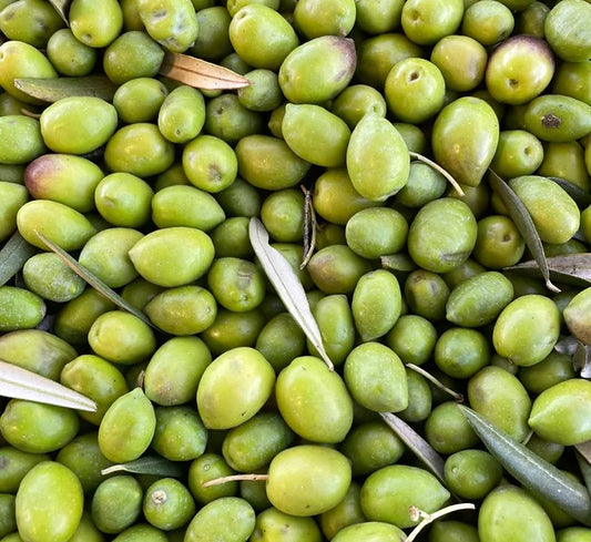 Nocellara Olive OIl