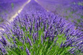 Lavender Balsamicl