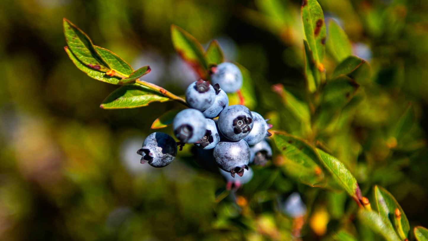 Wild Blueberry Balsamic