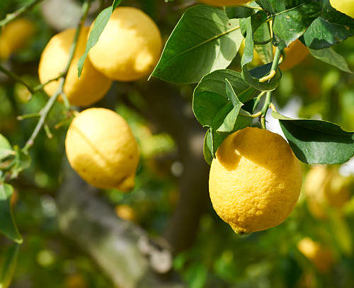 Sicilian Lemon