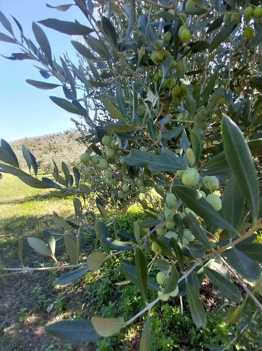 Cobrançosa Olive Oil