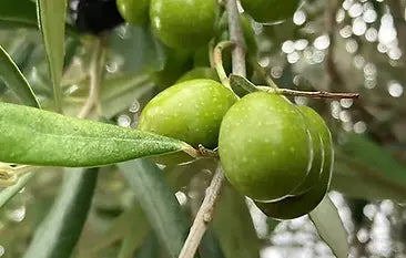 Ultra Premium Arbosana Olive Oil