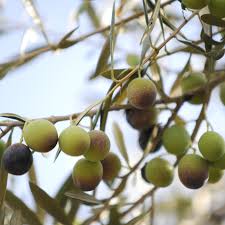 Ultra Premium Barnea Olive Oil